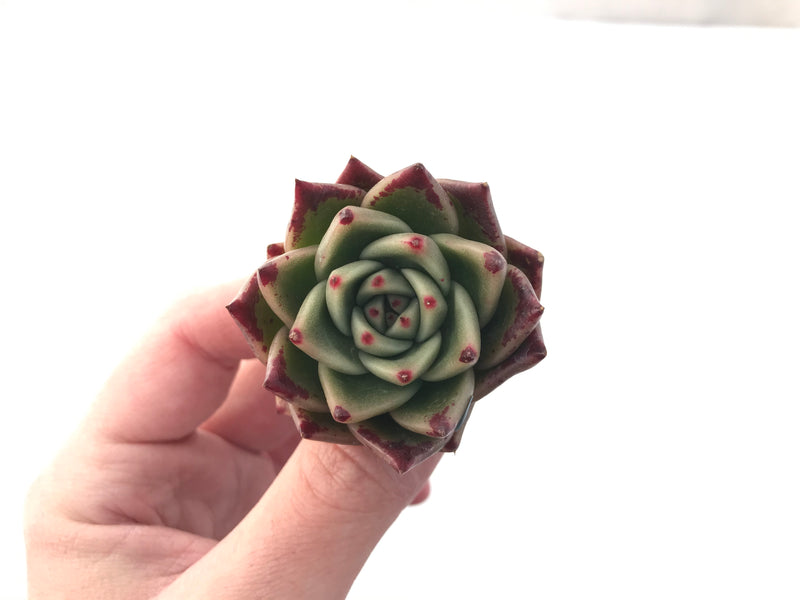 Echeveria Agavoides 'Kobane' 2" Rare Succulent Plant