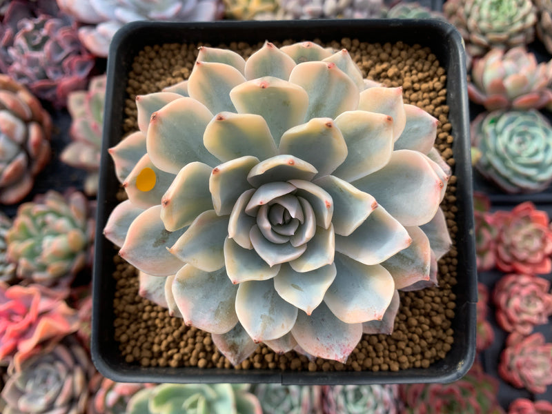 Echeveria 'Subsessilis' Variegated 3" Succulent Plant