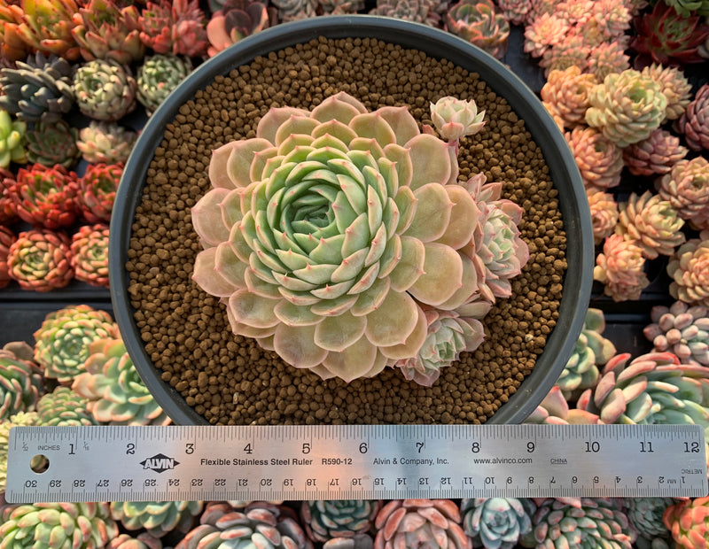 Echeveria 'Onslow' Extra Large Cluster 6"+ Succulent Plant