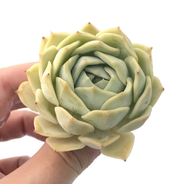 Echeveria sp. 2"-3" Succulent Plant