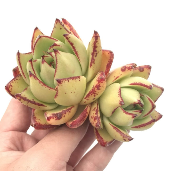 Echeveria Agavoides ‘Maria’ Hybrid Double Headed Cluster 4"-5" Rare Succulent Plant