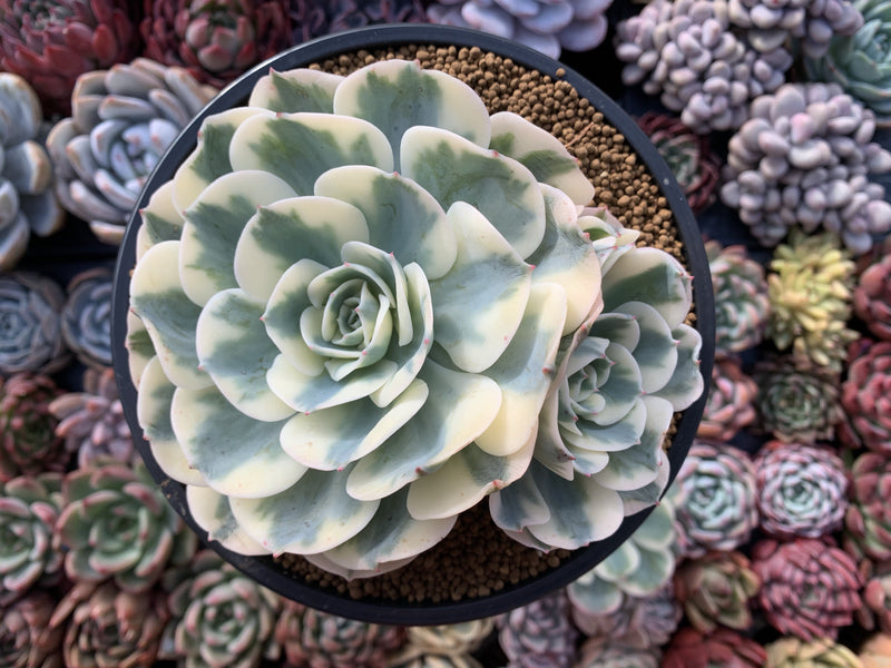 Echeveria 'Compton Carousel' Variegated Large Cluster 7" Succulent Plant