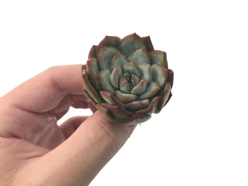 Echeveria 'Prada' New Hybrid 2"-3" Rare Succulent Plant