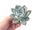 Echeveria 'Ivory' Selected Clone 3"-4" Powdery Succulent Plant