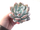 Echeveria 'Ivory' 4" Powdery Succulent Plant