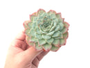 Echeveria 'Helena' X 'Orange Monroe' 5" Powdery Succulent Plant