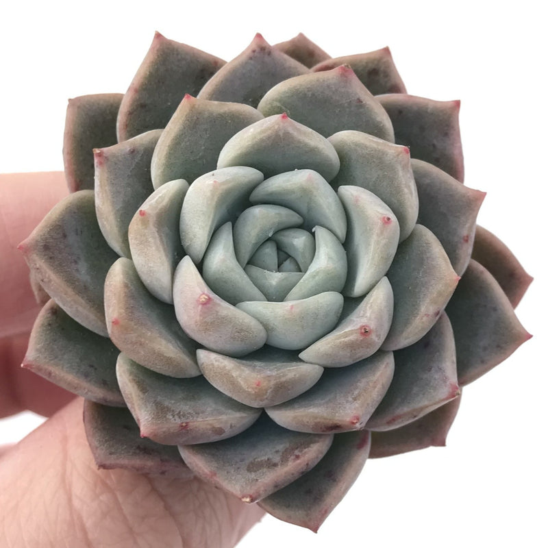 Echeveria 'Pink Spot' 1"-2" Succulent Plant