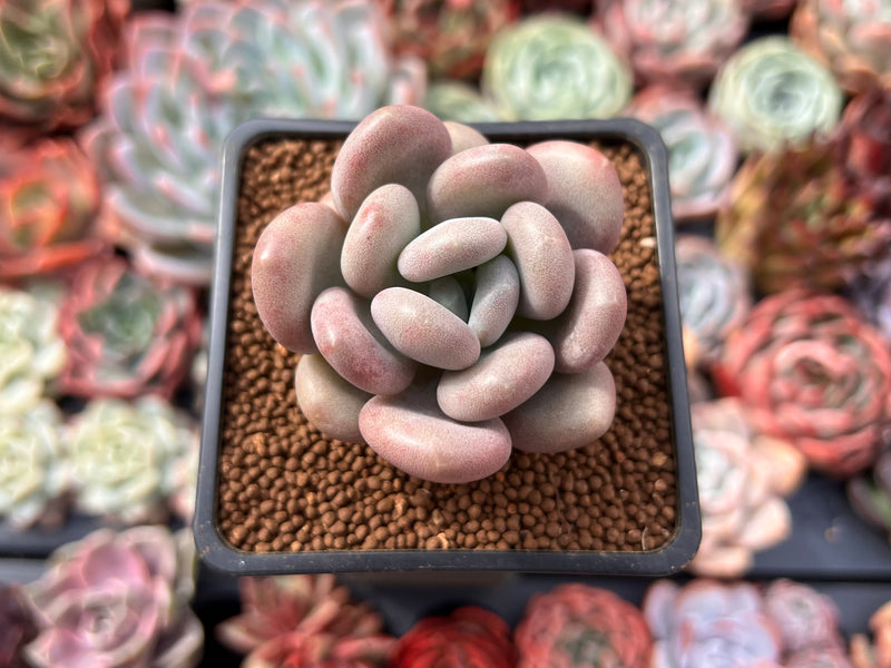 Pachyphytum Oviferum 'Tsukibijin' 2" Succulent Plant