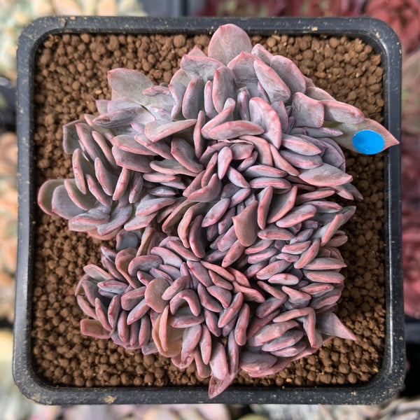 Graptoveria 'Debbie' Crested 2" Succulent Plant