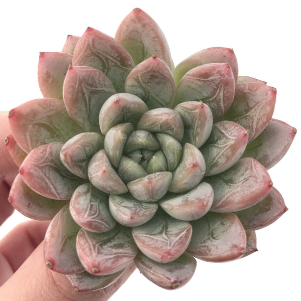 Echeveria 'Elsa' 2" Powdery Succulent Plant