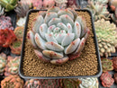 Echeveria 'Orange Monroe' 4" Powdery Succulent Plant