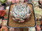 Echeveria 'Orange Monroe' 4" Powdery Succulent Plant