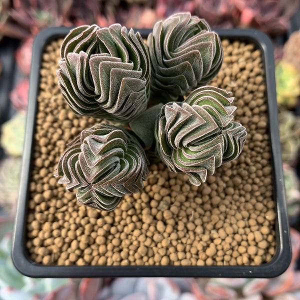 Crassula 'Buddha's Temple' 2"-3" Succulent Plant