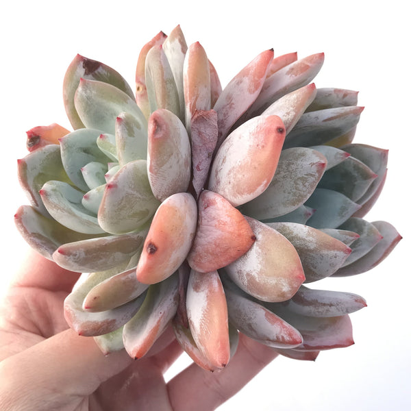 Echeveria 'Ivory' 5" Cluster Large Powdery Succulent Plant