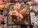 Echeveria Agavoides 'Sarabony' Hybrid 3" Succulent Plant