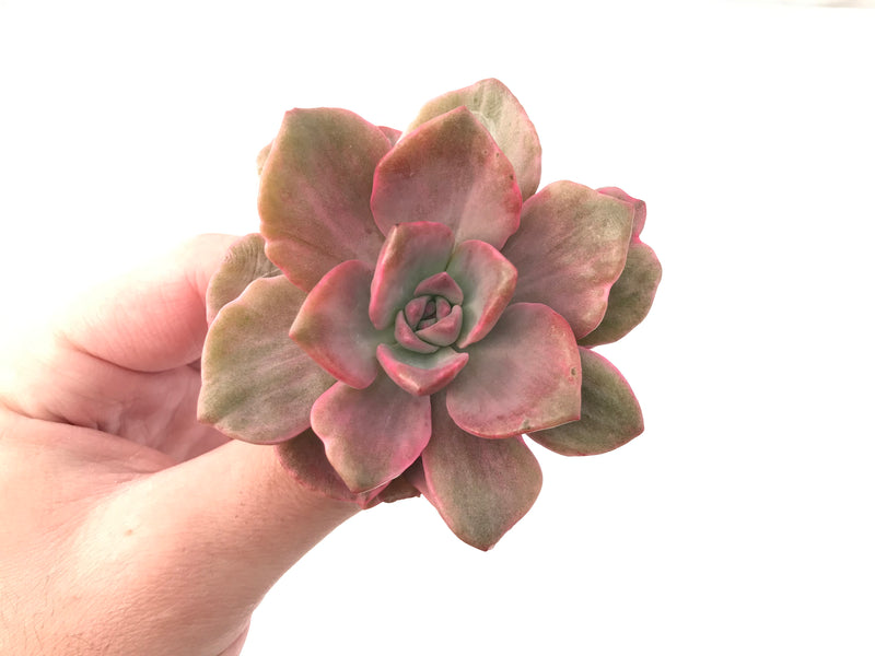 Graptoveria 'Mrs Richards' Variegated 3" Succulent Plant