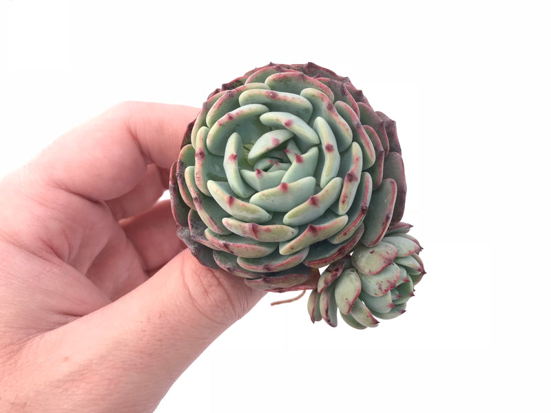 Echeveria Mínima Cluster 2”-3” Rare Succulent Plant