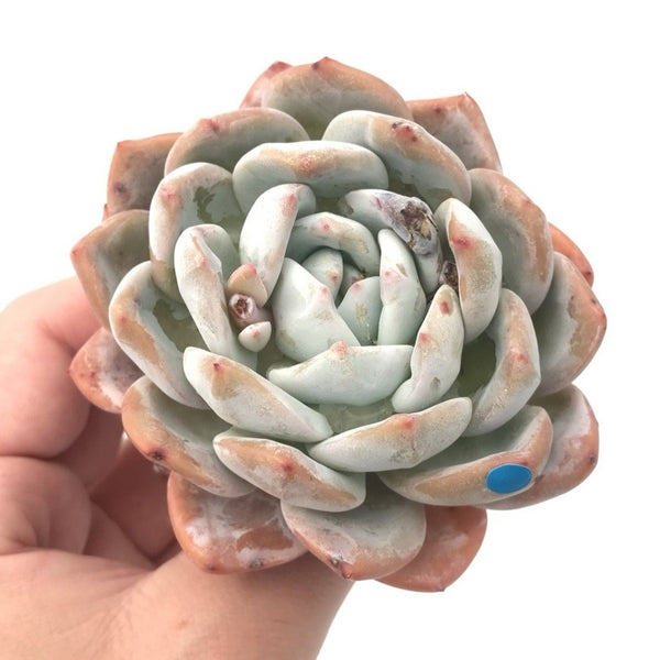 Echeveria ‘Orange Monroe’ Hybrid 4" Rare Succulent Plant