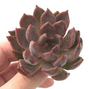 Echeveria Agavoides 'Magic Plot' 3" Succulent Plant