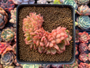 Echeveria Agavoides 'Gilva' Crested 3"-4" Succulent Plant