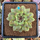 Echeveria Agavoides 'Black Rose' Hybrid 2" Succulent Plant