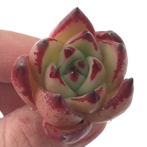 Echeveria Agavoides 'Casio' 1" Succulent Plant