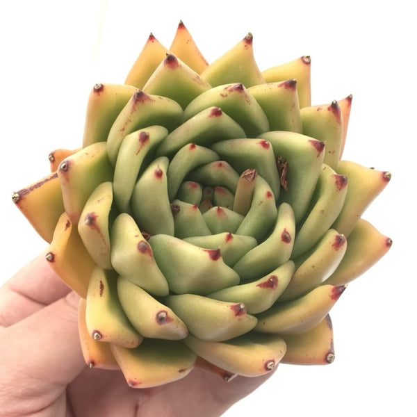 Echeveria Agavoides sp. 4”-5" Rare Succulent Plant