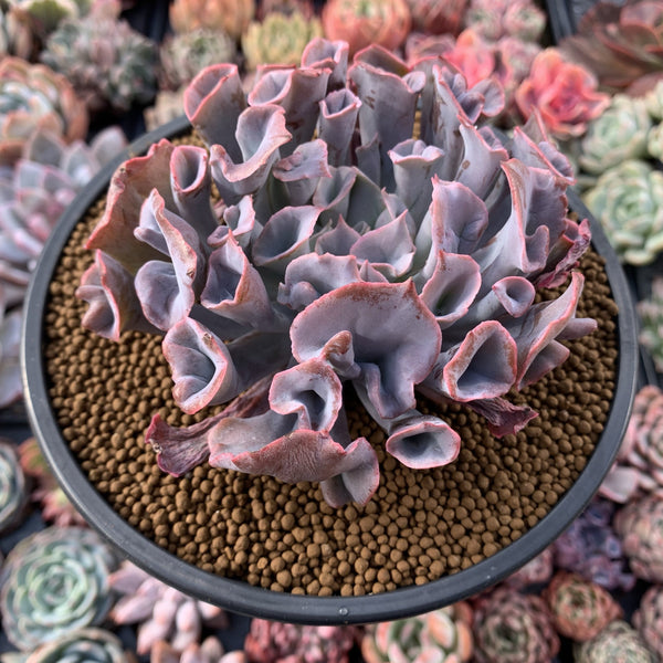 Echeveria 'Trumpet Pinky' 5" Large Succulent Plant