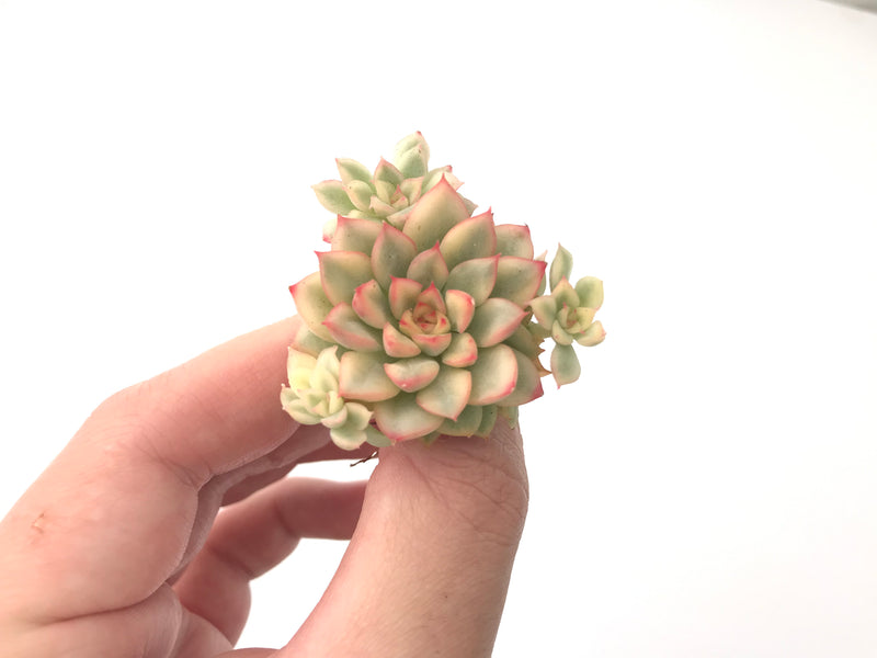 Echeveria 'Mebina' Variegated Small 2" Succulent Plant