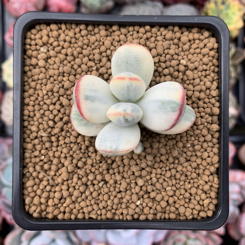 Cotyledon 'Orbiculata' Variegated 2" Succulent Plant