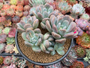 Pachyphytum 'Mureleri' 5" Cluster New Hybrid Succulent Plant