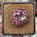 Echeveria 'Piano' 2" New Hybrid Succulent Plant