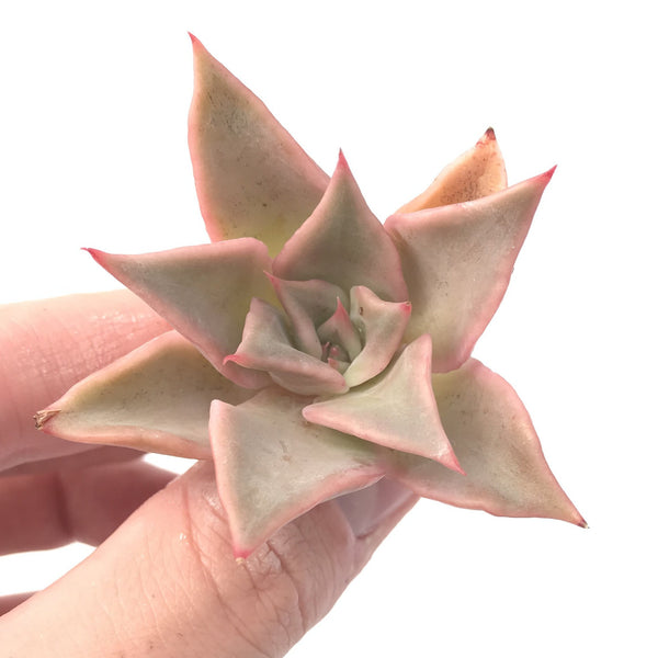 Echeveria 'Madiba' Small Cutting 1" Succulent Plant