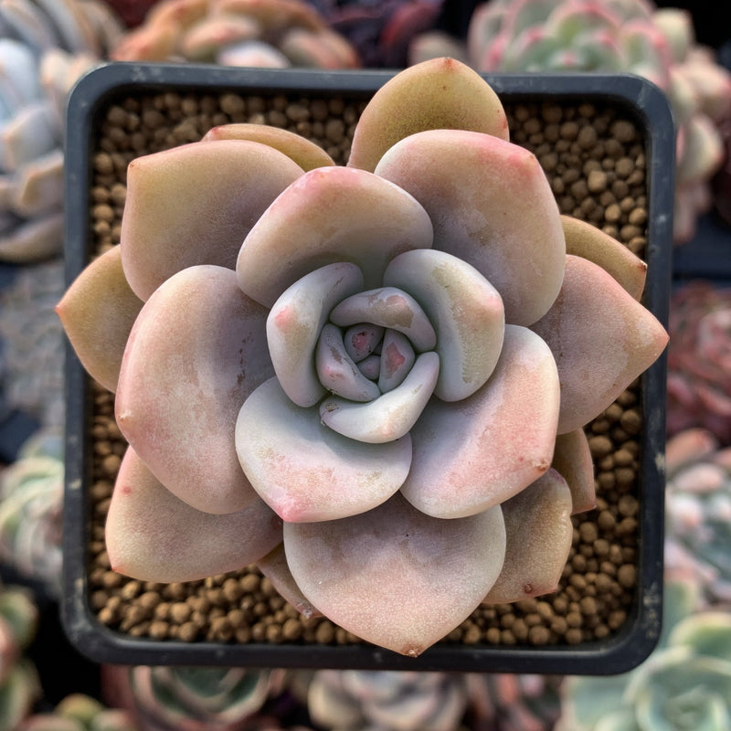 Echeveria 'La Bamba' 2"-3" Succulent Plant