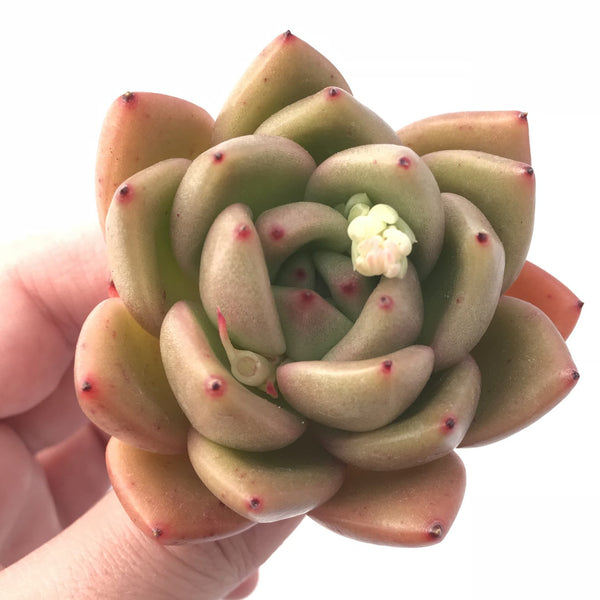 Echeveria Agavoides Bravo 3” Rare Succulent Plant