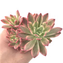 Echeveria 'Minibelle' Variegated Cluster 3"-4" Succulent Plant