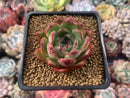 Echeveria sp. 2" Succulent Plant