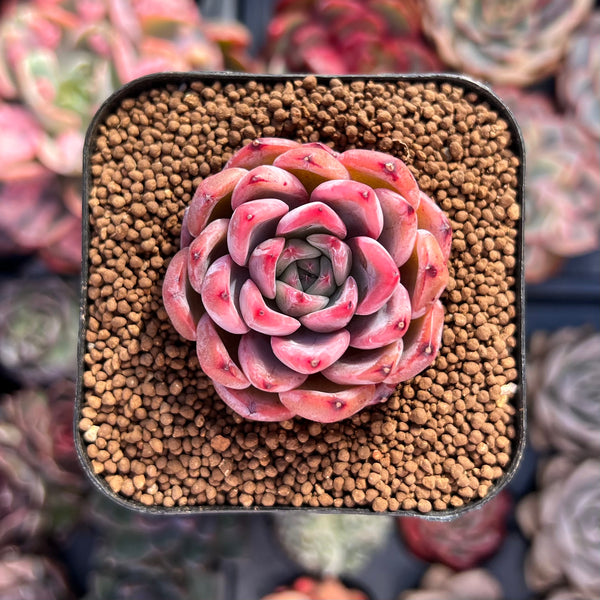 Echeveria sp. 1"-2" Succulent Plant