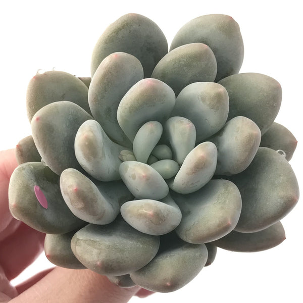 Pachyphytum cv 'Frevel' 4" Succulent Plant