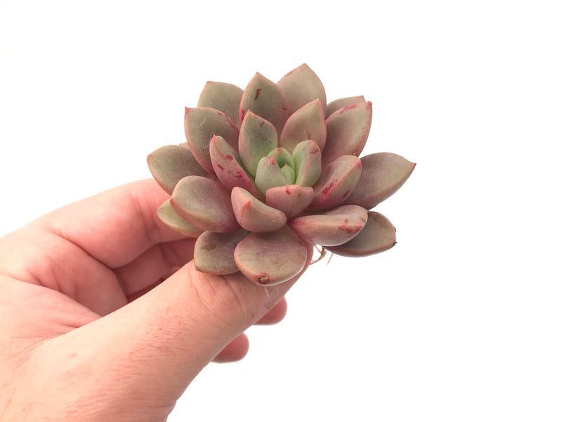 Echeveria 'Amelia' 2"-3" Rare Succulent Plant