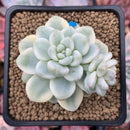 Sedum 'Clavatum' Variegated 2"-3" Succulent Plant