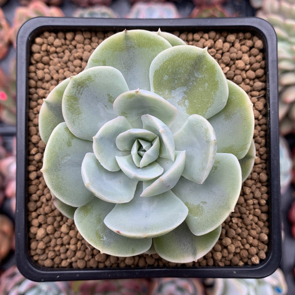 Echeveria 'Akaihosi' Unique Variegation 2" Succulent Plant