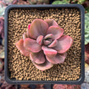 Graptoveria 'Mrs. Richards' Variegated 1"-2" Succulent Plant