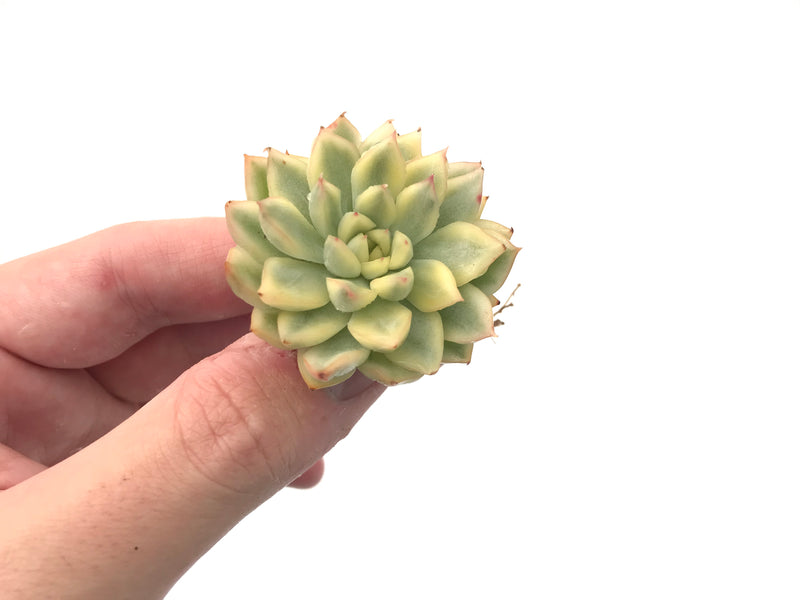 Echeveria 'Mebina' Variegated 1" Succulent Plant