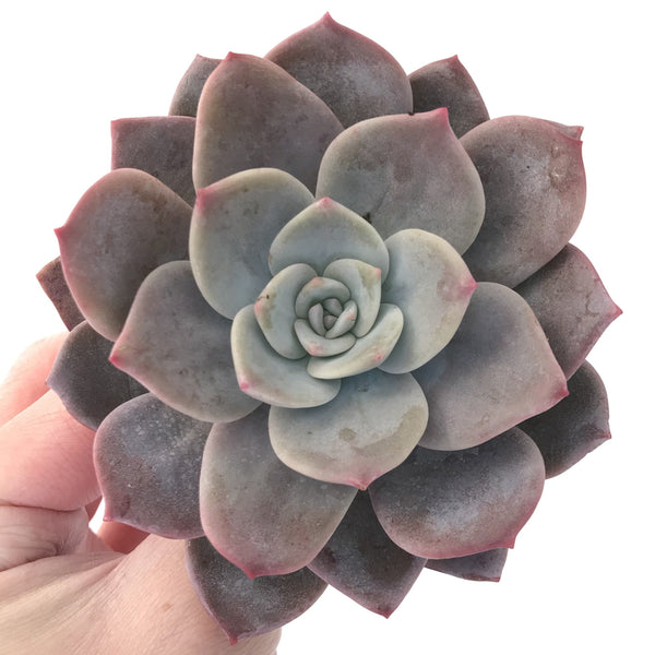 Echeveria 'Bianca' 4" Large Powdery Succulent Plant