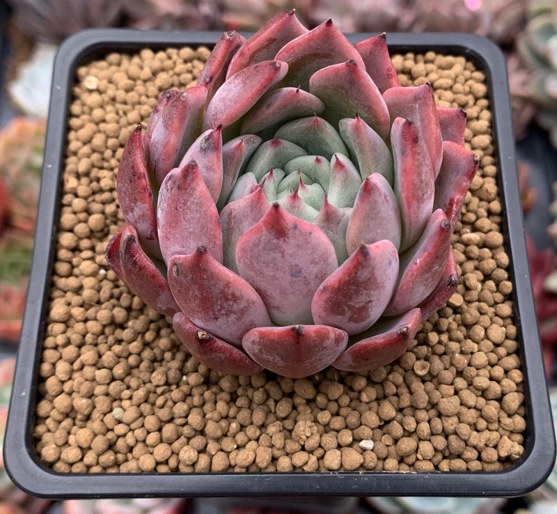 Echeveria 'Piano' 2" New Hybrid Succulent Plant