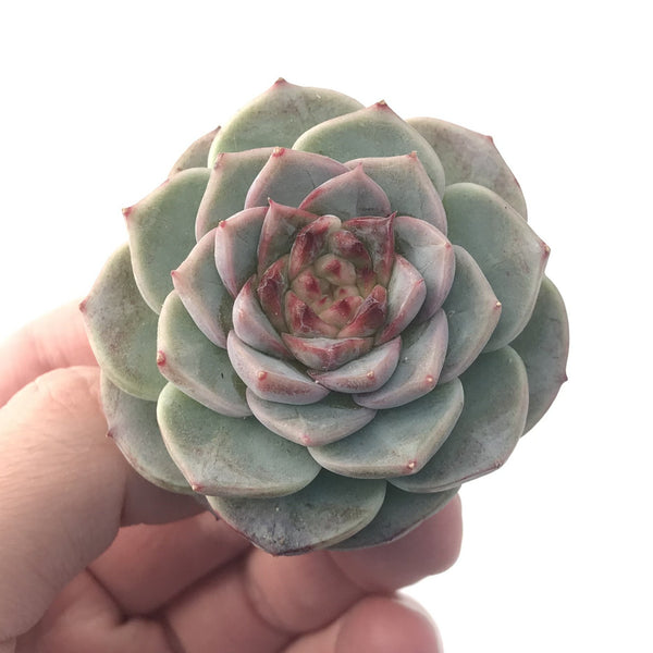 Echeveria 'Red Velvet 1"-2" Succulent Plant