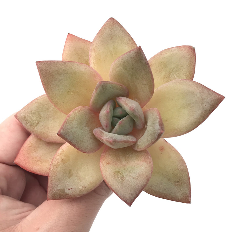 Echeveria 'German Champaign' 3" Succulent Plant