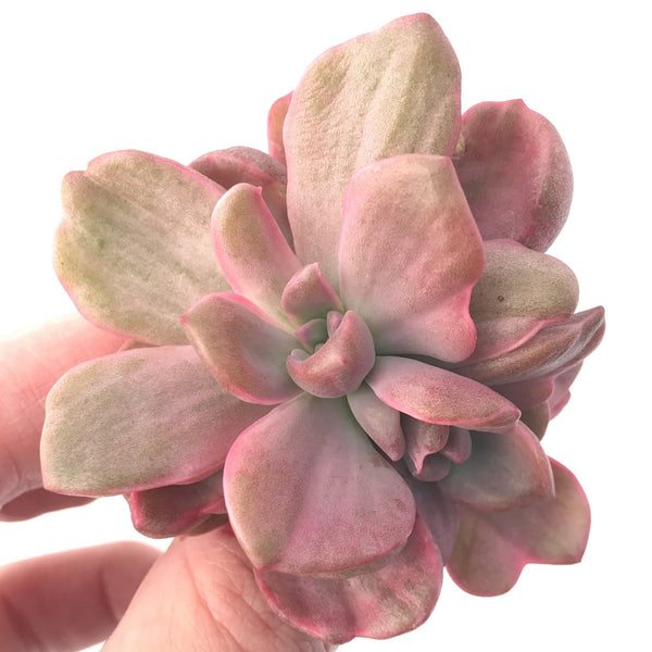 Graptoveria 'Mrs Richards' Variegated 3" Succulent Plant