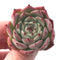 Echeveria 'Morikone' 1" Succulent Plant